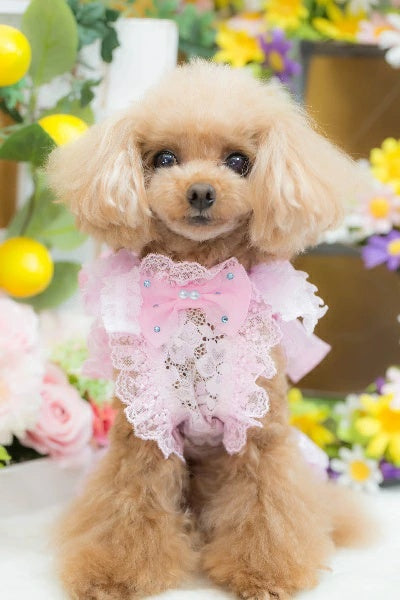 ブルブブ BUL BU-BU BIGリボンキャミ【小型犬 犬服 ドッグウエア ウエア トップス キャミソール ノースリーブ セレブ】