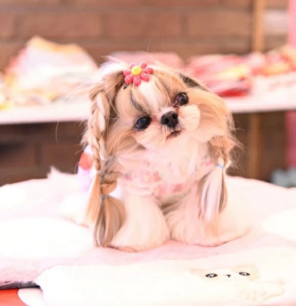J&Kアニマルズ J&K animals ☆予約受付中☆ パステルくまちゃん OP【犬服 ドッグウエア ウエア ワンピース スカート ドレス】
