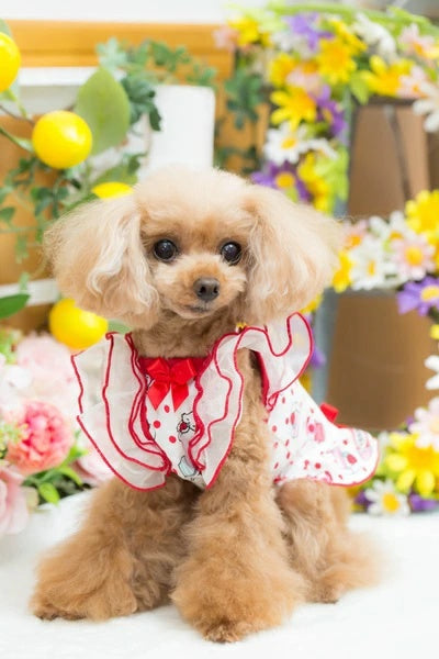 ブルブブ BUL BU-BU COOLキューティーうさ子Cami【小型犬 犬服 ドッグウエア ウエア トップス キャミソール ノースリーブ セレブ】