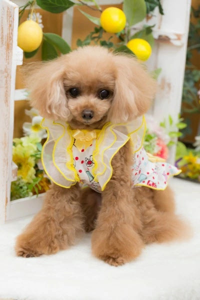 ブルブブ BUL BU-BU COOLキューティーうさ子Cami【小型犬 犬服 ドッグウエア ウエア トップス キャミソール ノースリーブ セレブ】