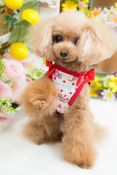 ブルブブ BUL BU-BU COOLキューティーうさ子T/K【小型犬 犬服 ドッグ