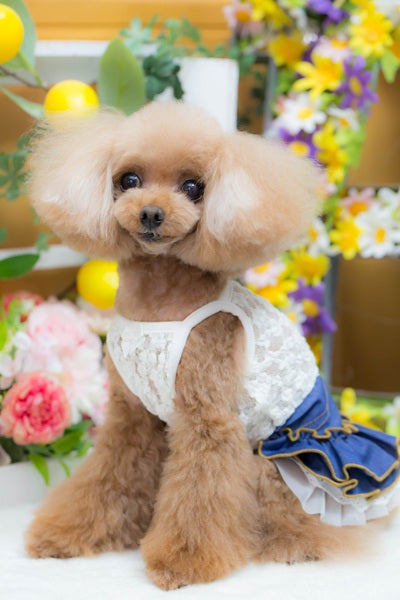 ブルブブ BUL BU-BU マルチデニム風ワンピース【小型犬 犬服 ドッグウエア ウエア ワンピース スカート ドレス セレブ】