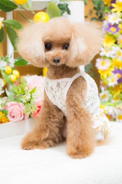 ブルブブ BUL BU-BU マルチデニム風ワンピース【小型犬 犬服 ドッグウエア ウエア ワンピース スカート ドレス セレブ】