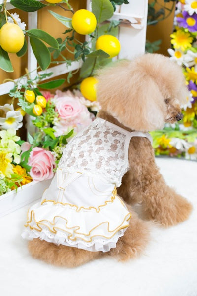 ブルブブ BUL BU-BU マルチデニム風ワンピース【小型犬 犬服 ドッグウエア ウエア ワンピース スカート ドレス セレブ】