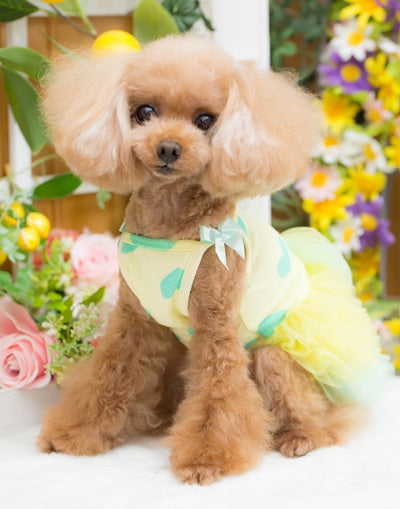 ブルブブ BUL BU-BU Sweet sherbet O/P【小型犬 犬服 ドッグウエア ワンピース スカート ドレス セレブ】