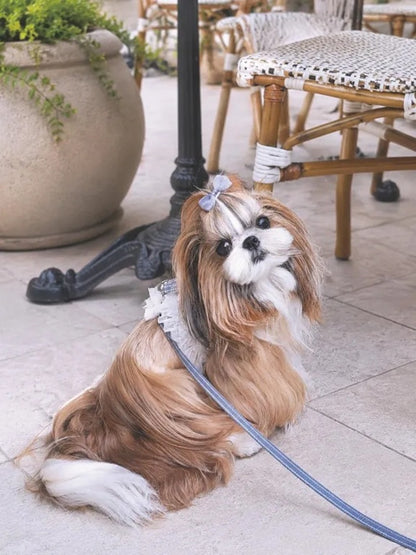 サーカスサーカス circus circus 【先行予約】Toy Bear Dressed Harness SET - Monotone - (CCZ-0077)【小型犬 犬用 ハーネス セット お散歩】