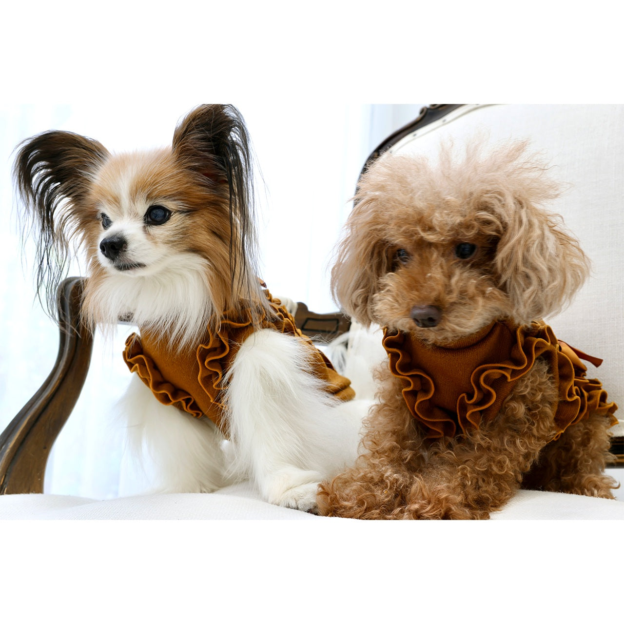 ミムット mimtto Julien ☆予約品☆【小型犬 犬服 トップス セレブ】