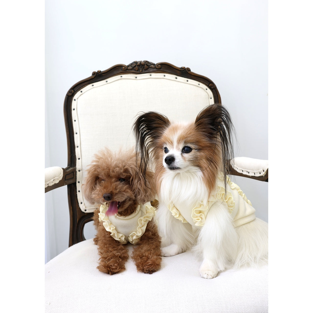 ミムット mimtto Julien ☆予約品☆【小型犬 犬服 トップス セレブ】