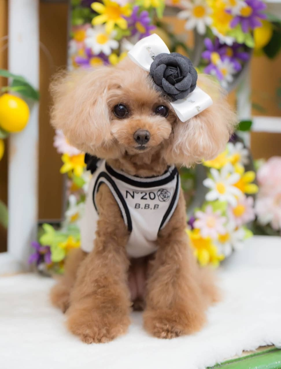 ブルブブ BUL BU-BU カメリアバレッタ【小型犬 犬用 ヘアアクセサリー バレッタ セレブ】