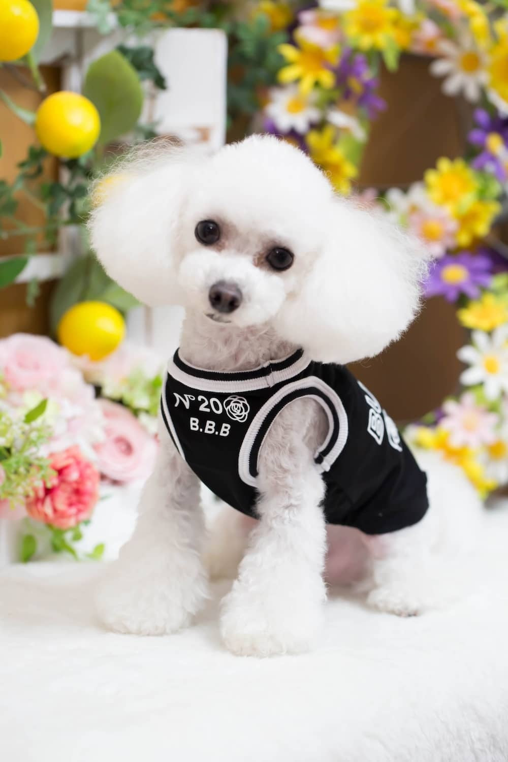 ブルブブ BUL BU-BU COOL 20th Anniversary T/K【小型犬 犬服 トップス タンクトップ ノースリーブ セレブ】
