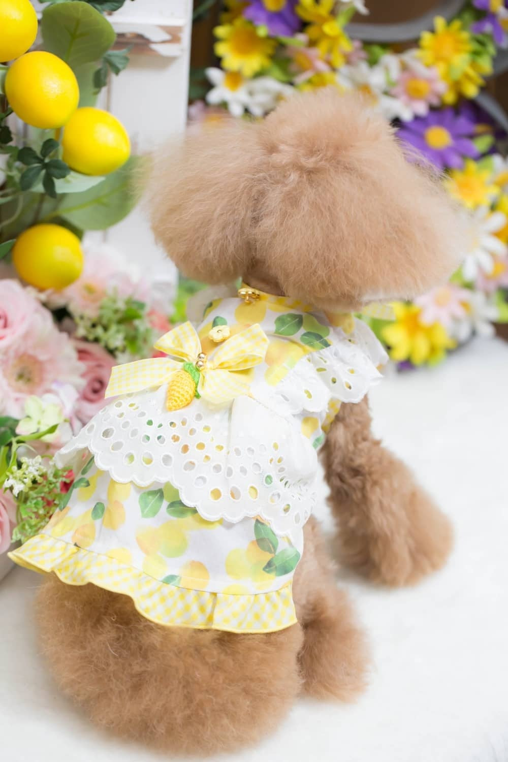 ブルブブ BUL BU-BU COOL LEMON O/P【小型犬 犬服 ワンピース スカート ドレス セレブ】