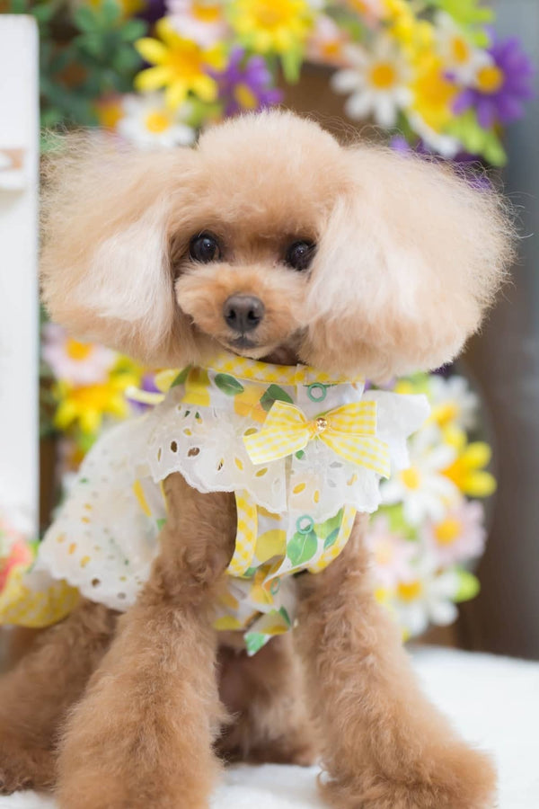ブルブブ BUL BU-BU COOL LEMON O/P【小型犬 犬服 ワンピース スカート ドレス セレブ】