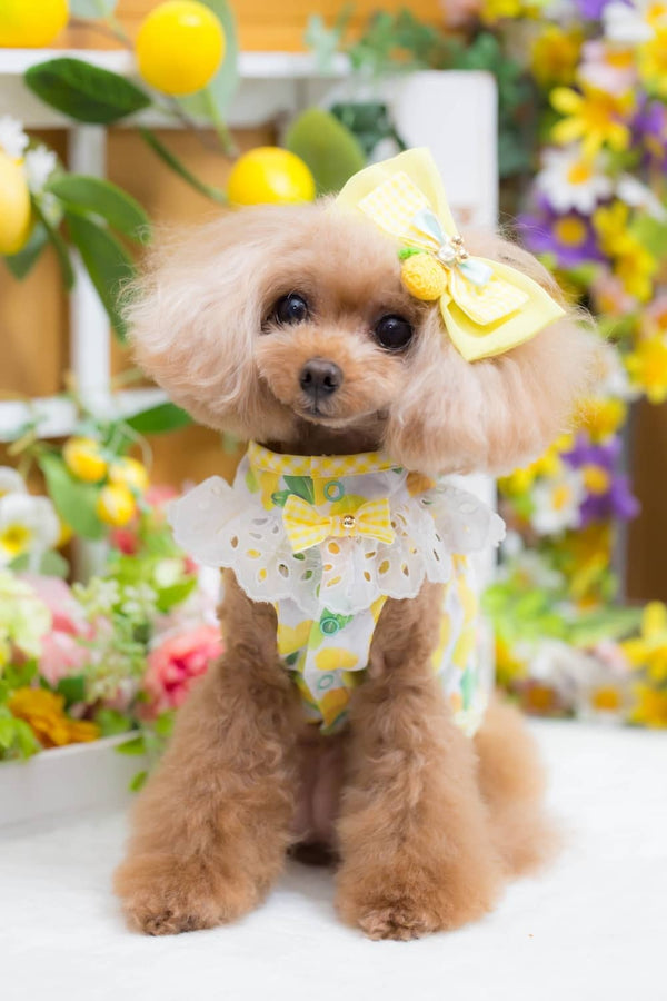 ブルブブ BUL BU-BU LEMON Cami【小型犬 犬服 トップス キャミソール ノースリーブ セレブ】