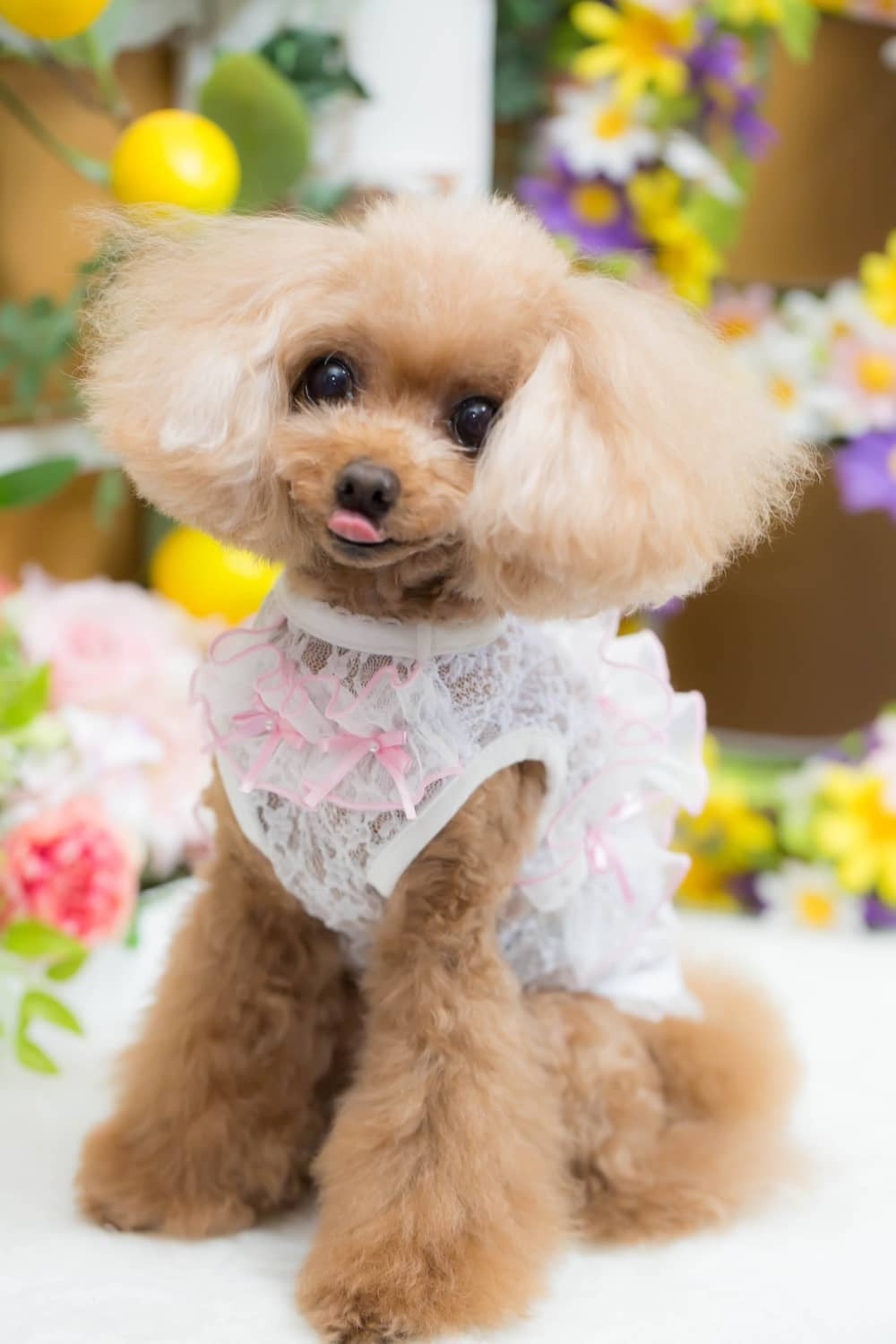 ブルブブ BUL BU-BU フリル付きレーシーキャミ【小型犬 犬服 トップス キャミソール ノースリーブ セレブ】