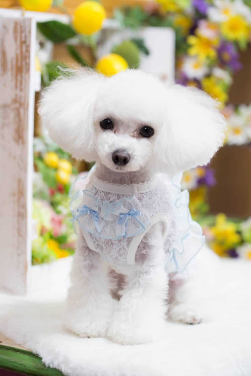ブルブブ BUL BU-BU フリル付きレーシーキャミ【小型犬 犬服 トップス キャミソール ノースリーブ セレブ】
