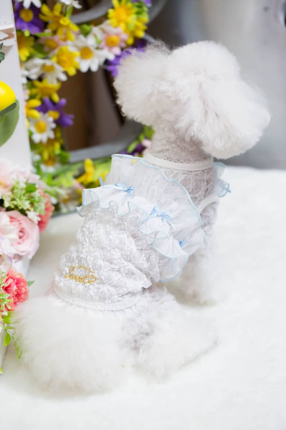 ブルブブ BUL BU-BU フリル付きレーシーキャミ【小型犬 犬服 トップス キャミソール ノースリーブ セレブ】