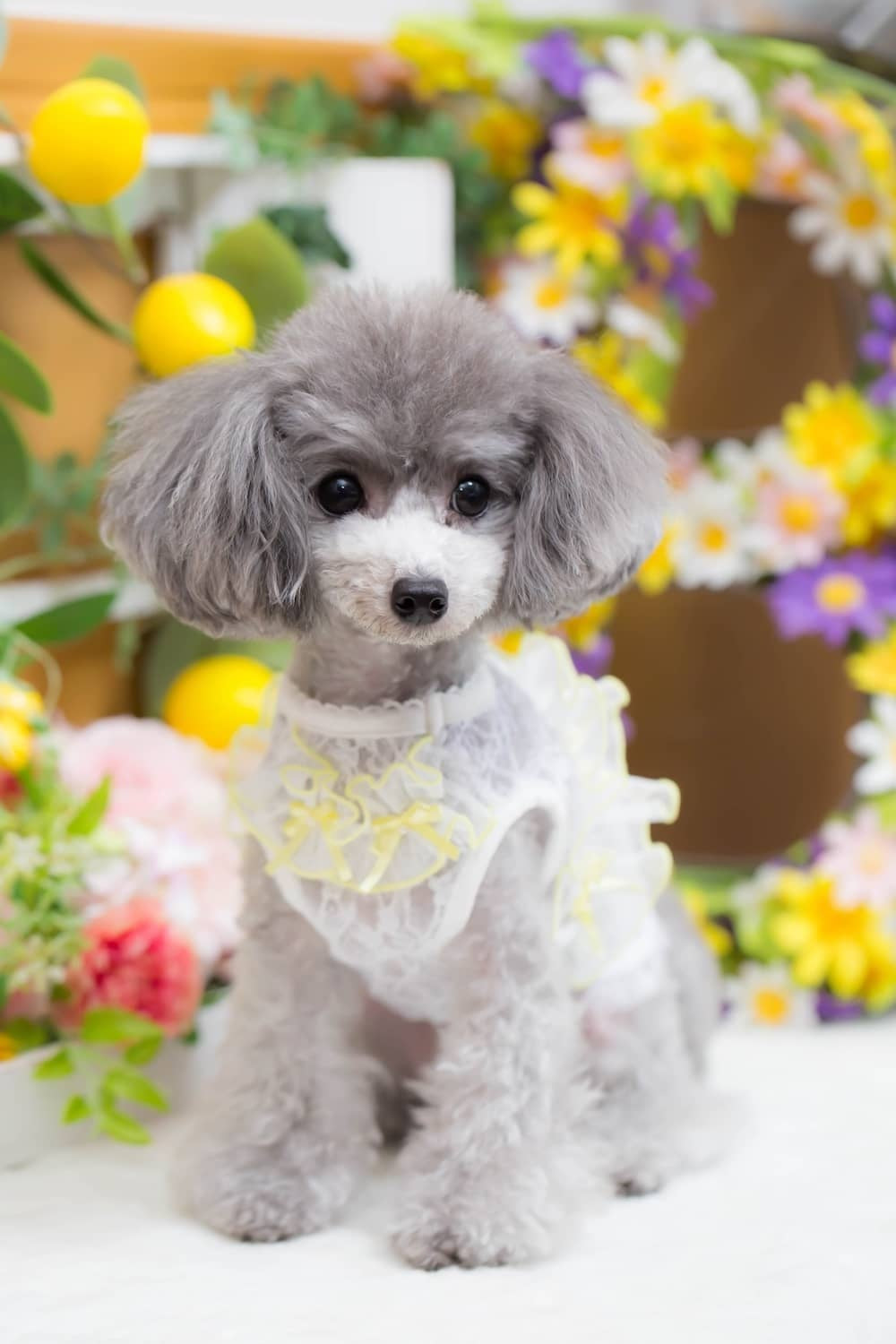 ブルブブ BUL BU-BU フリル付きレーシーキャミ【小型犬 犬服 トップス キャミソール ノースリーブ セレブ】