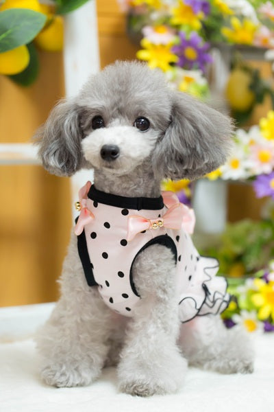ブルブブ BUL BU-BU ドットキャミ【小型犬 犬服 ドッグウエア トップス キャミソール ノースリーブ セレブ】