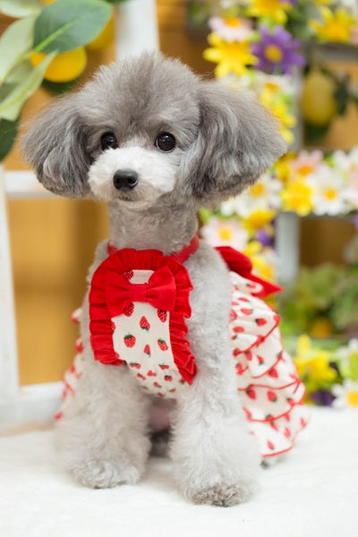 ブルブブ BUL BU-BU いちごティアードベアO/P【小型犬 犬服 ドッグウエア ワンピース スカート ドレス セレブ】