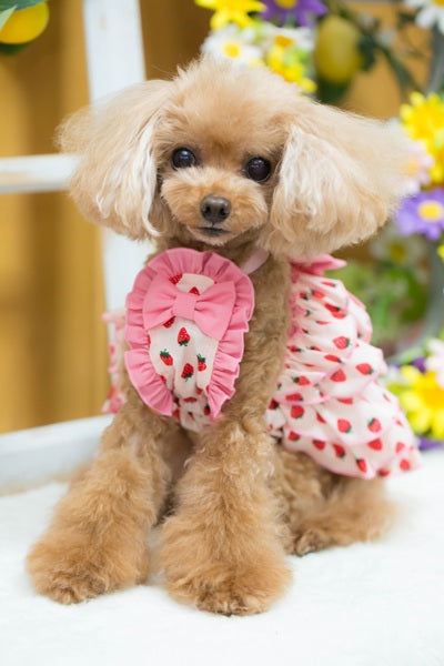 ブルブブ BUL BU-BU いちごティアードベアO/P【小型犬 犬服 ドッグウエア ワンピース スカート ドレス セレブ】