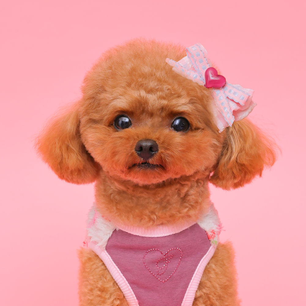 ゴッドピヴァ GODPIVA ☆ご予約☆POTATOバレッタ / ハートバレッタ / デニムチェックフリルバレッタ【小型犬 アクセサリー ヘアアクセサリー セレブ】