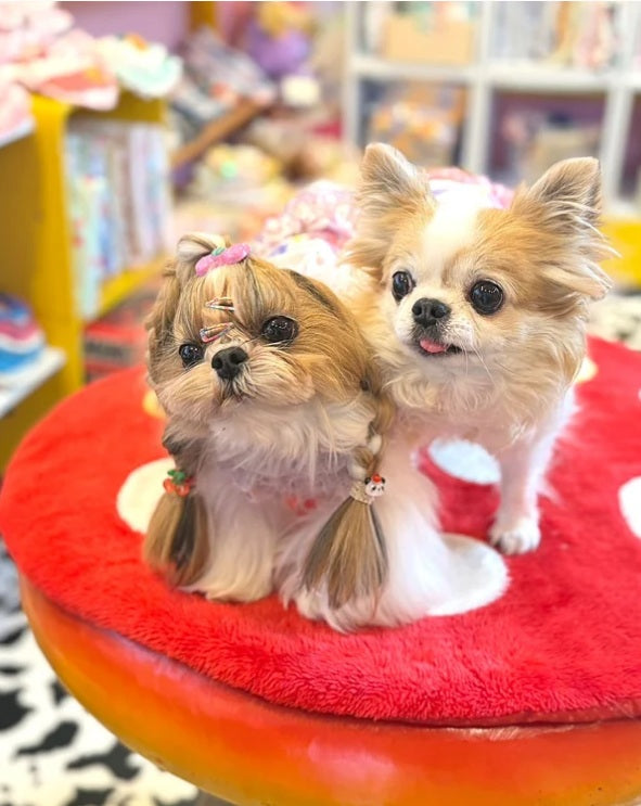 J&Kアニマルズ J&K animals ☆ご予約☆ ふわもこベア ワンピース【犬服 ドッグウエア ワンピース スカート ドレス 半袖】