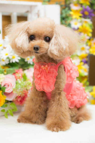ブルブブ BUL BU-BU FURIFURI Cami【小型犬 犬服 ドッグウエア トップス キャミソール ノースリーブ セレブ】