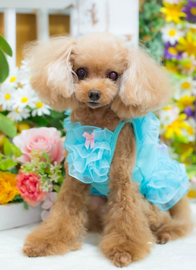 ブルブブ BUL BU-BU FURIFURI Cami【小型犬 犬服 ドッグウエア トップス キャミソール ノースリーブ セレブ】