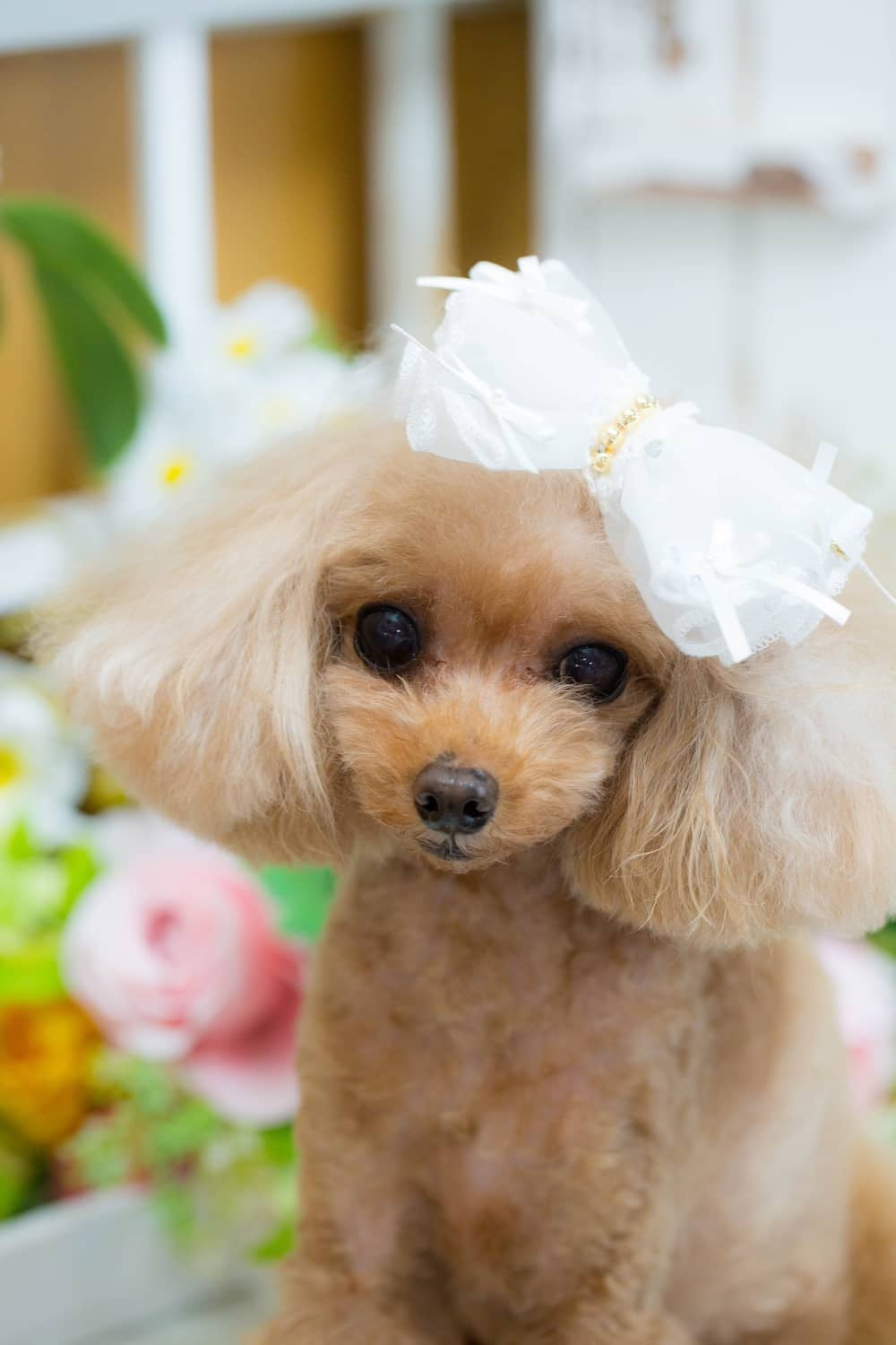 ブルブブ BUL BU-BU ドットバレッタ【小型犬 犬用 ヘアアクセサリー バレッタ セレブ】