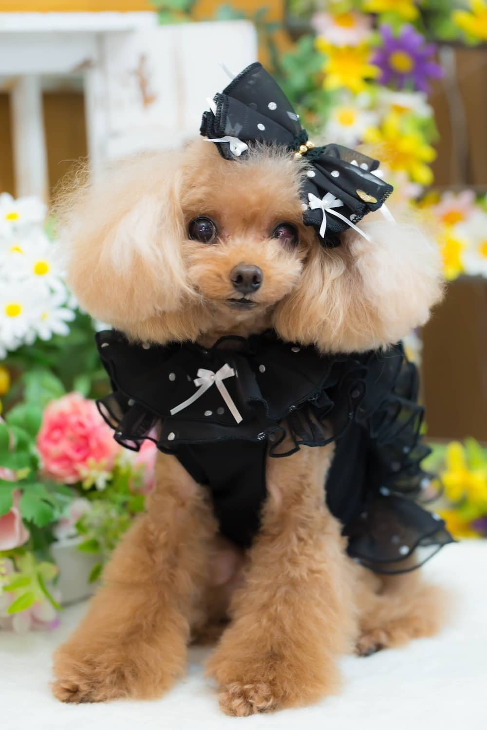 ブルブブ BUL BU-BU フレアフリルキャミ【小型犬 犬服 ドッグウエア トップス キャミソール ノースリーブ セレブ】