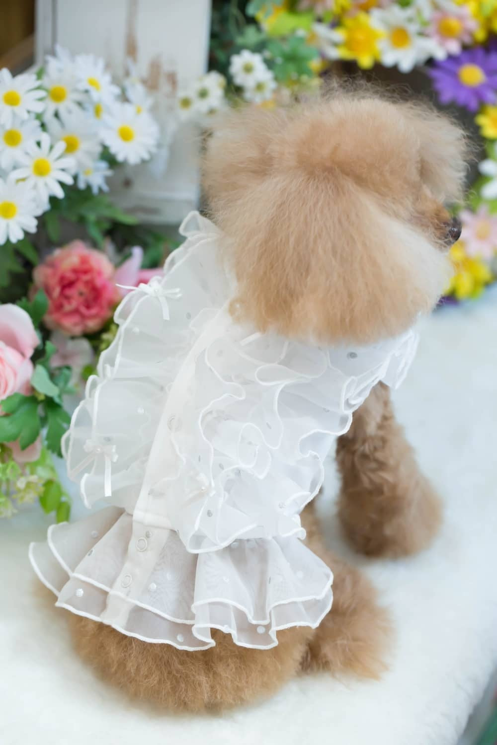 ブルブブ BUL BU-BU フレアフリルキャミ【小型犬 犬服 ドッグウエア トップス キャミソール ノースリーブ セレブ】