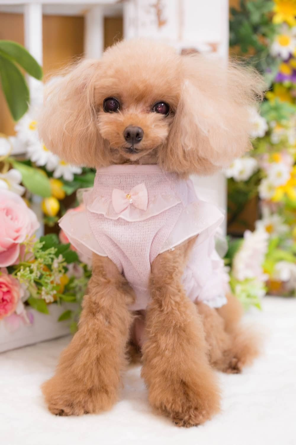 ブルブブ BUL BU-BU Classy Camisole【小型犬 犬服 ドッグウエア トップス キャミソール ノースリーブ セレブ】