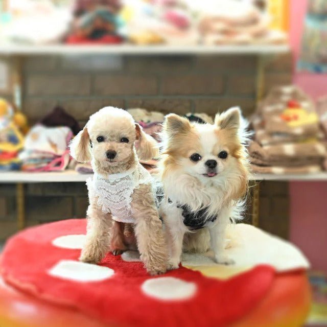 J&K animals J&K animals ☆lace innerwear☆ [small dog dog clothes
